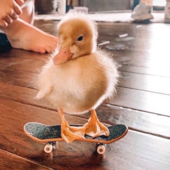 Meet your Posher, Ashley - Picture 1 of 1